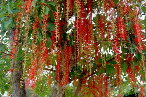 Cây Lộc Vừng