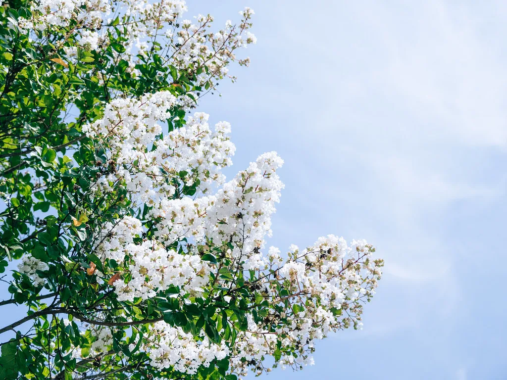 Cây hoa tường vi trắng