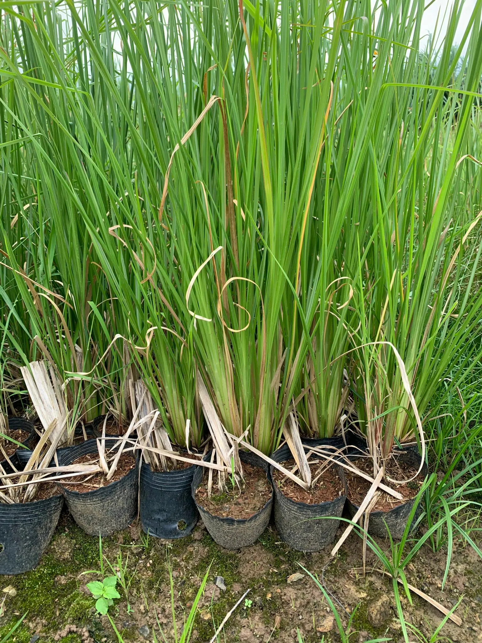 Cỏ vetiver