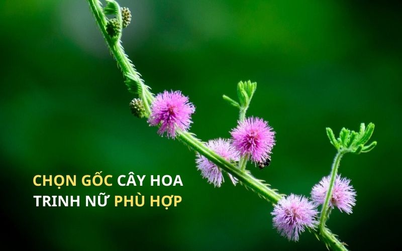 Chọn gốc cây trinh nữ bonsai