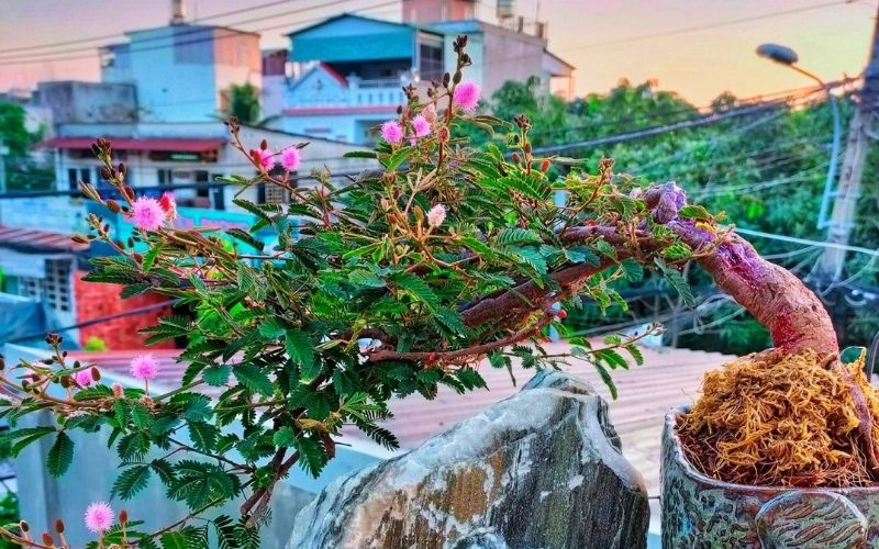 Theo dõi cây trinh nữ cảnh sau khi trồng