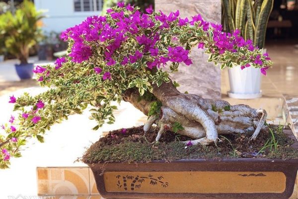 thế cây hoa giấy bonsai
