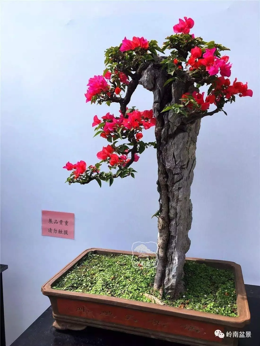 Cây hoa giấy bonsai uốn thể trượng phu