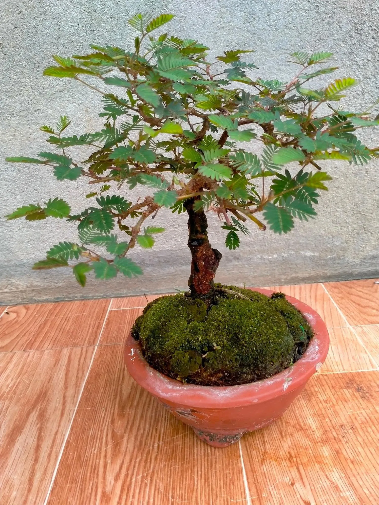 Cây trinh nữ bonsai có thích mọc tại những vùng núi rậm rạp, ít người sống