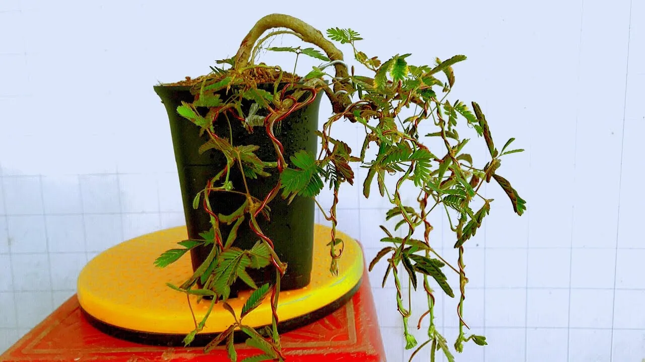 Cây trinh nữ thuộc loài thực vật thân thảo