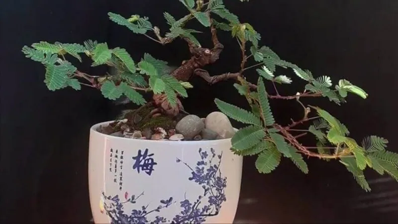 Mẫu cây trinh nữ bonsai đẹp đơn giản, đê bàn_