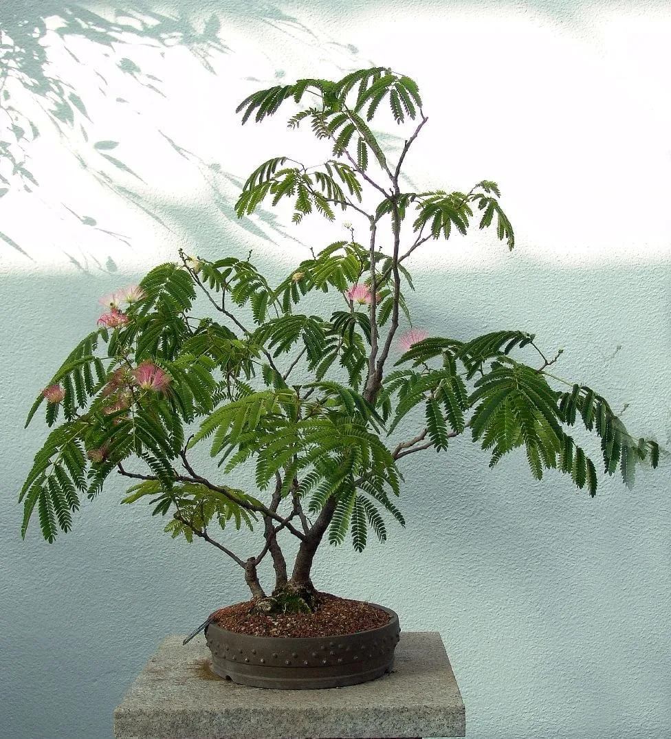 Mẫu cây trinh nữ bonsai đẹp, đơn giản