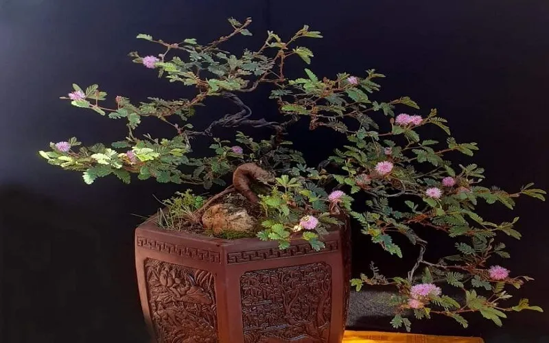 Mẫu cây trinh nữ bonsai đẹp ra hoa