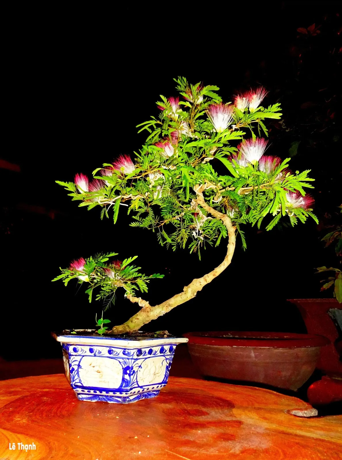Mẫu cây trinh nữ bonsai đẹp, thu hút