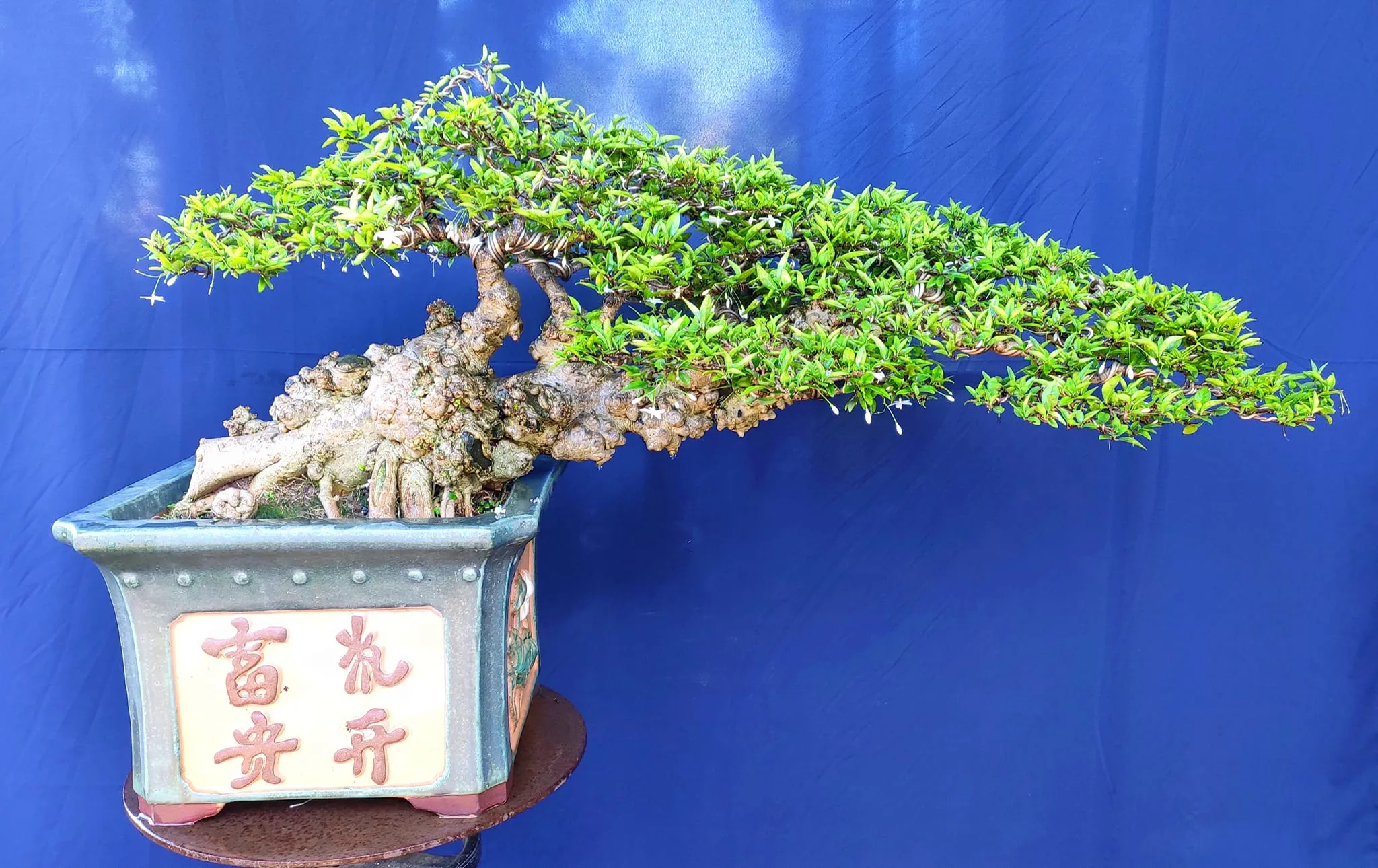 Mẫu cây trinh nữ bonsai đẹp