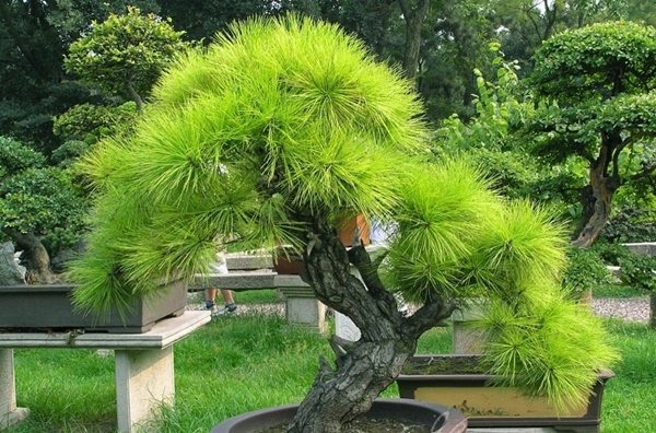 Thế cây tuyển chọn 72 thế cây cảnh bonsai đẹp