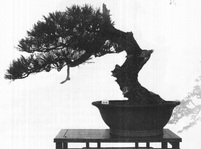 Thế cây tuyển chọn 72 thế cây cảnh bonsai đẹp