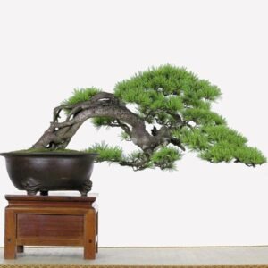 Thế cây tuyển chọn 72 thế cây cảnh bonsai đẹp