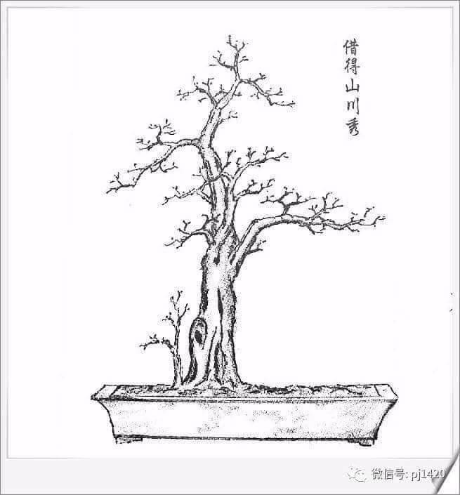 Thế cây tuyển chọn 72 thế cây cảnh bonsai đẹp