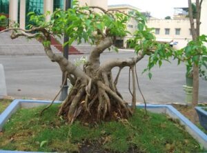 Thế cây tuyển chọn 72 thế cây cảnh bonsai đẹp