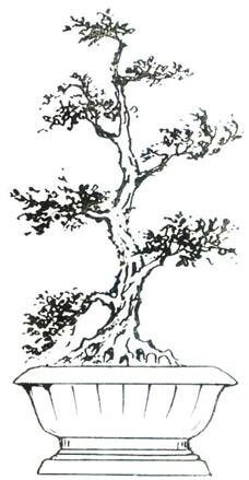 Thế cây tuyển chọn 72 thế cây cảnh bonsai đẹp