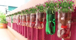 Cách trồng hoa mười giờ trong chai nhựa