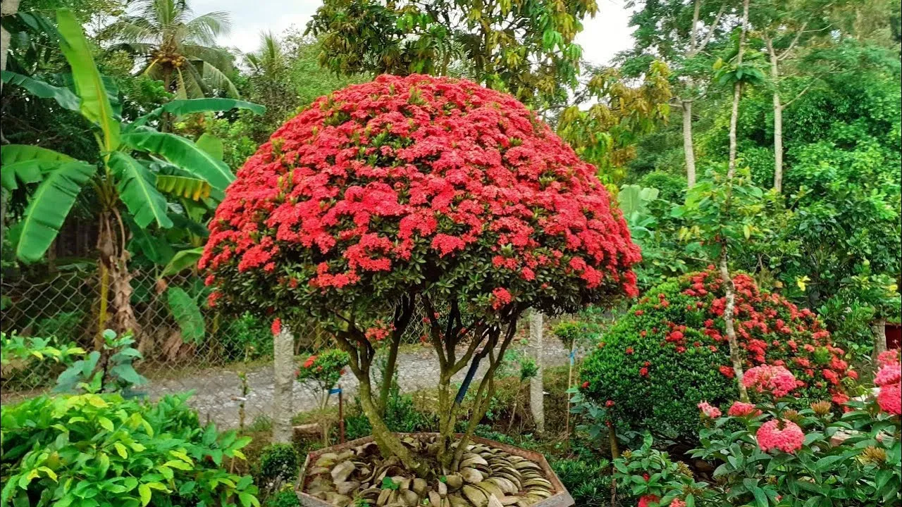Cây Bông Trang đẹp trồng ở trước nhà
