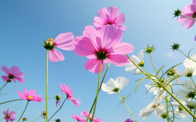 Các loại hoa dễ trồng sống lâu
