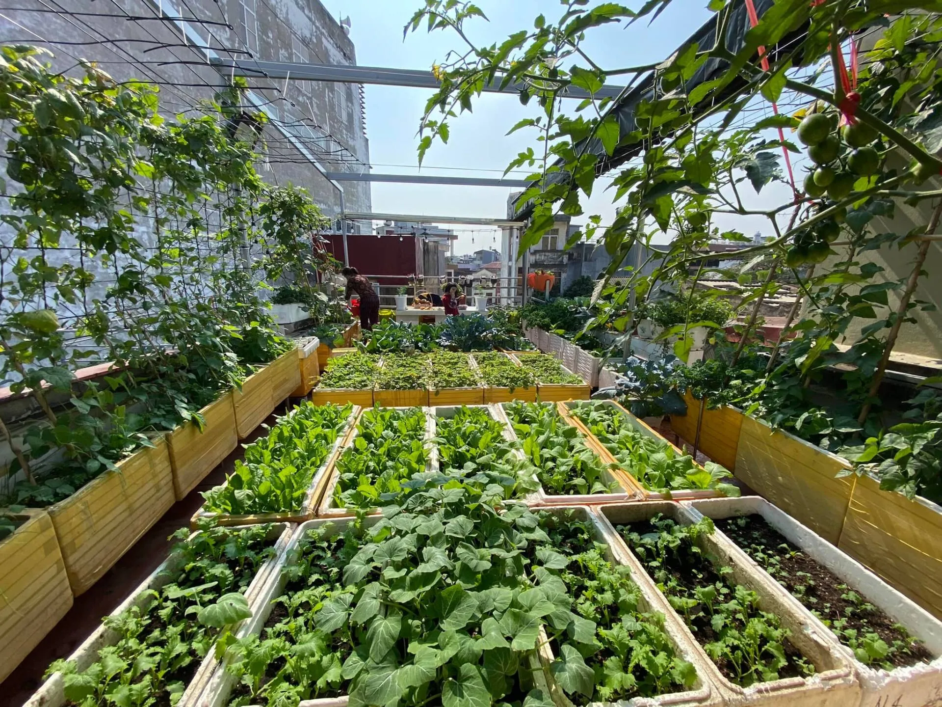 Trồng vườn rau trên sân thượng đảm bảo chất lượng thực phẩm
